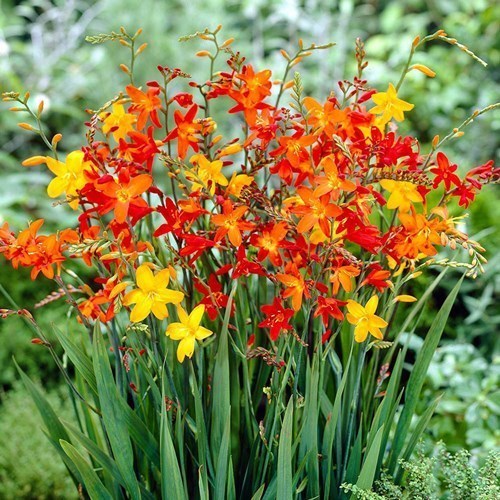 Crocosmia bulb mix in reds oranges & yellows
