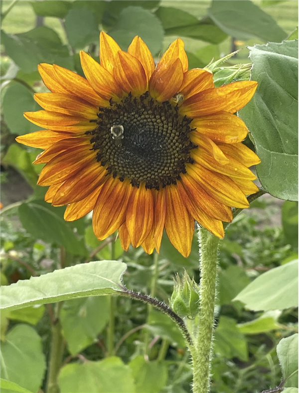 Love sunflowers!